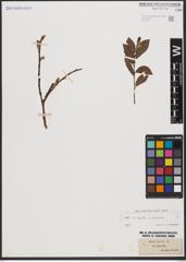 Salix aurita L. x Salix silesiaca Willd.